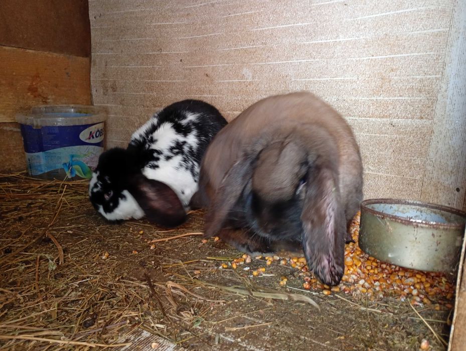 Iepuri fluture german și berbec german