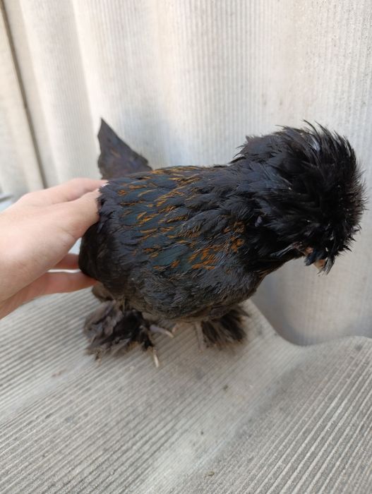 Султанка Курица.