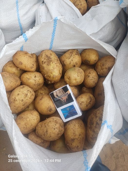Продам молодой картофель