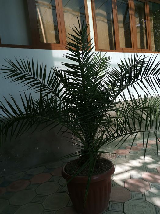 Honaki gullar, har-xil assortida