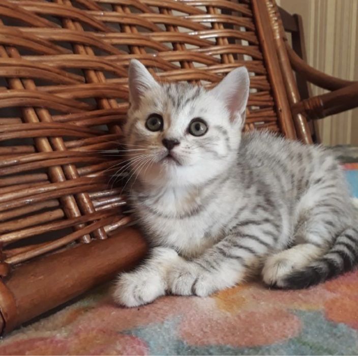 Прямо-ВислоКотятки