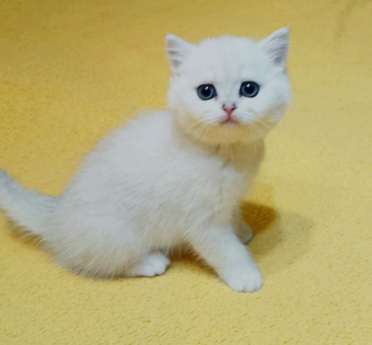 Британские кошечки и котики