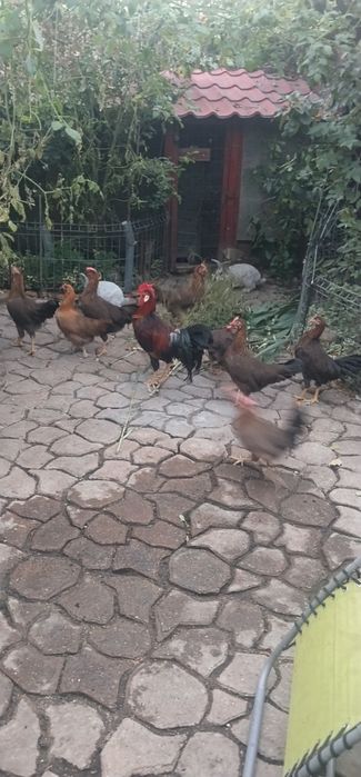 Oferta specială familii de puicuțe tinere