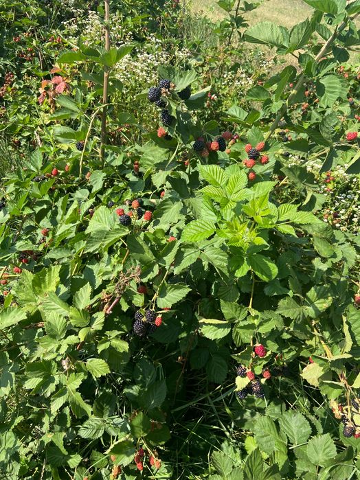 Vând mure de cultura