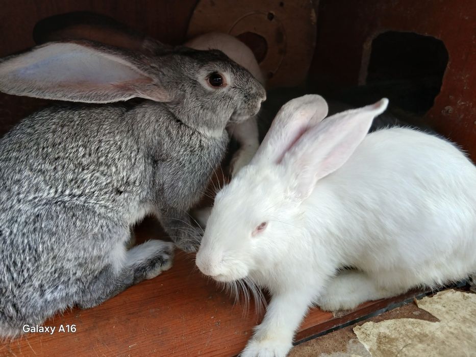 Продам кроликов и кролчата