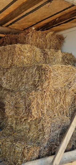 Vând baloti paie de ovăz