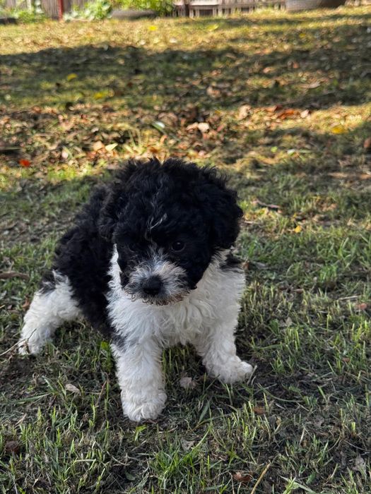Caine Bichon malteze