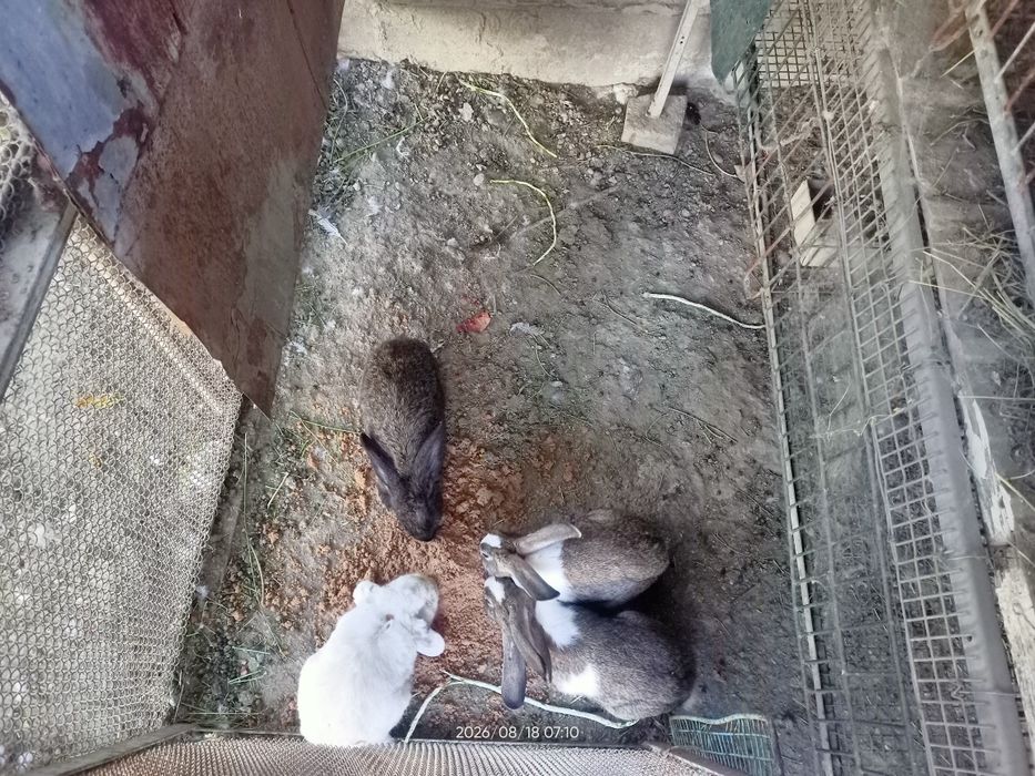 Куёнлар сотилади