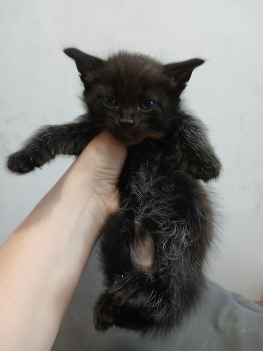 Отдам котёнка в добрые руки