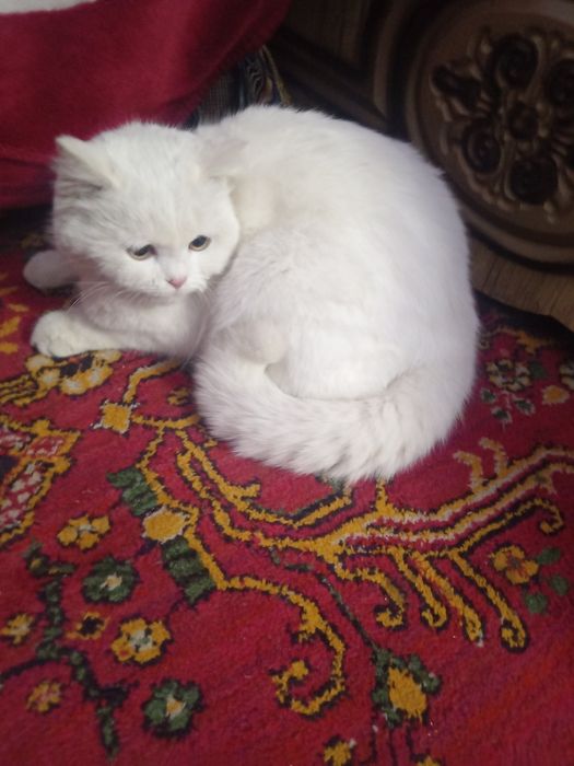 Shinshilla shinshila