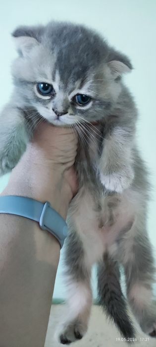 Котята шотландские шиншиллы