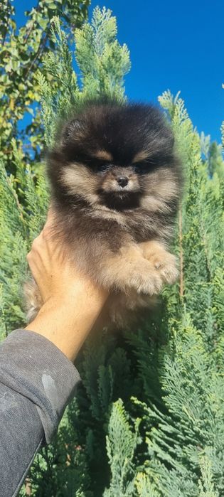 Померан мини померанче