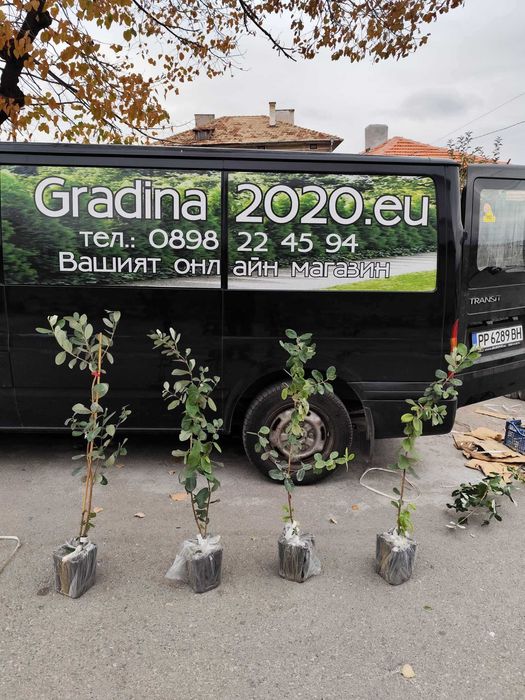 Фейхоа, Ананасова Гуава -Йодно дърво