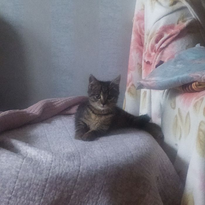 Очень красивая кошка