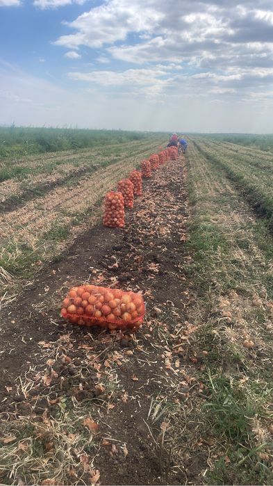 Ceapa de toamna Legend F1