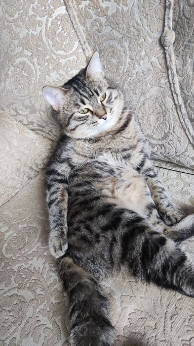 Игривый кот 1.5 года