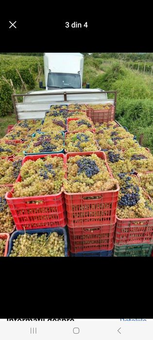 Vând struguri de vin cu transport la domiciliu an toată țara