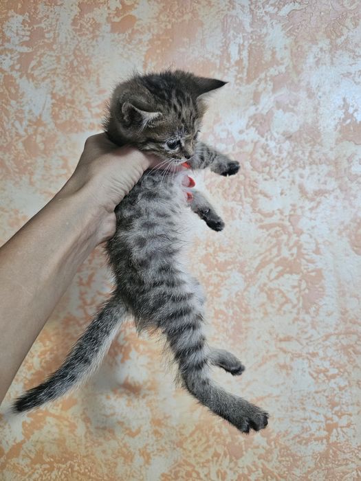 Шотландцы прямоушки.