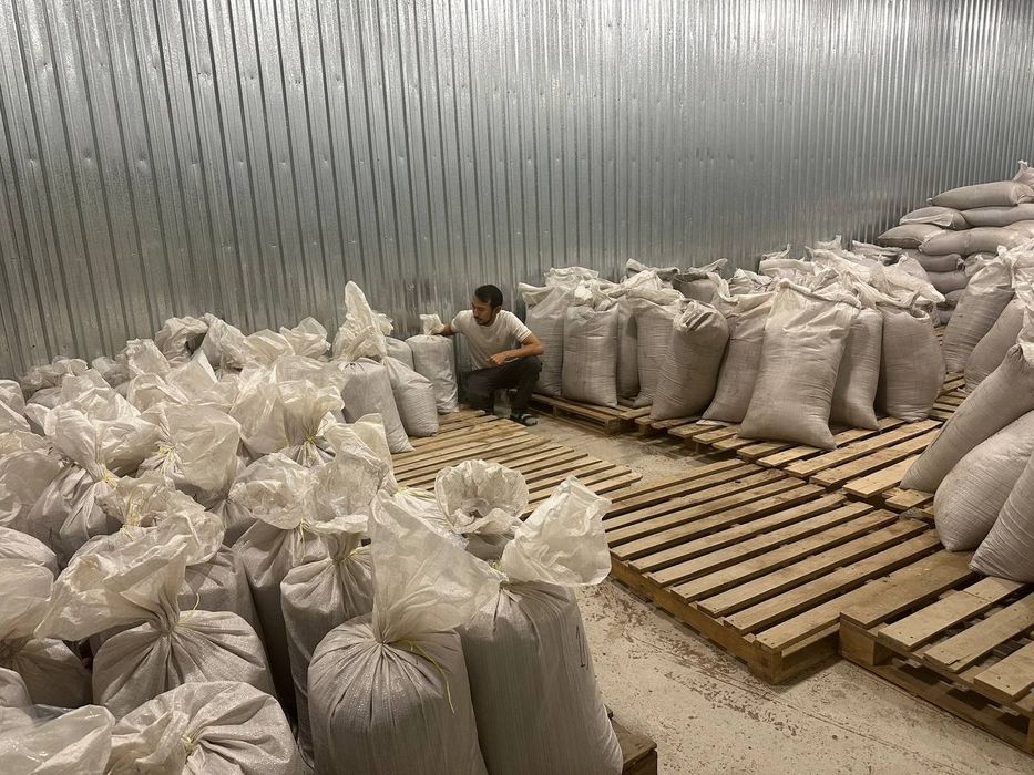 Артемия , цист артемии