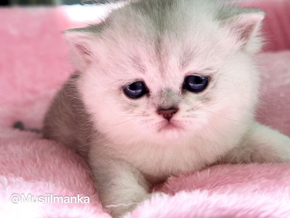 Британский серибристый котять СКИДКИ в честь Хайита