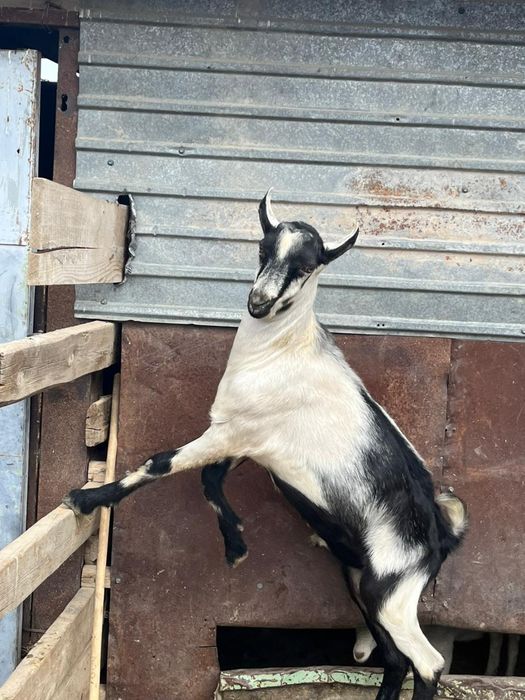 100%пиакок теке ешкі қашыруға