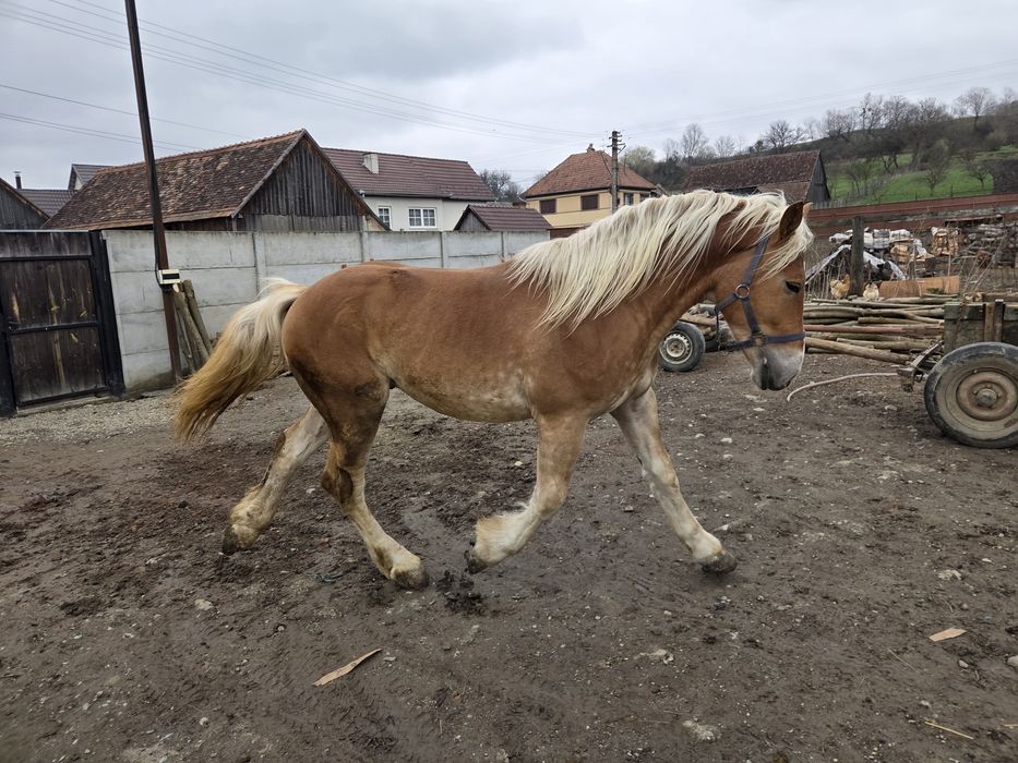Am 2 cai de vanzare