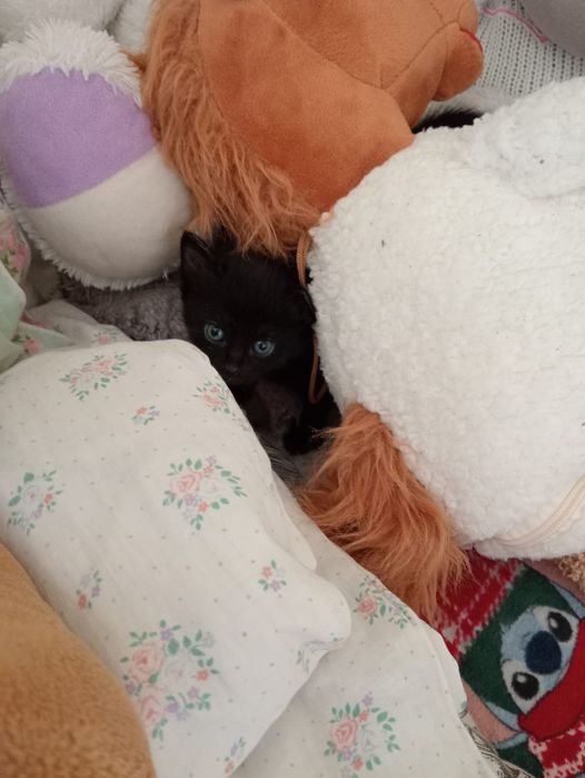 Котята, отдам в добрые руки