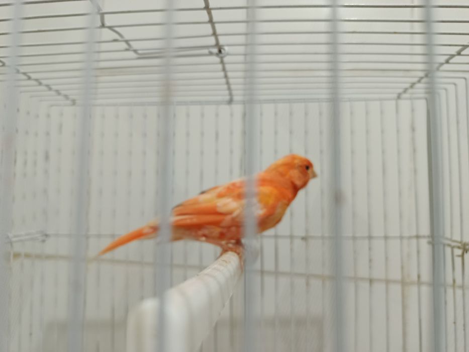 Кенар, канарейка нар