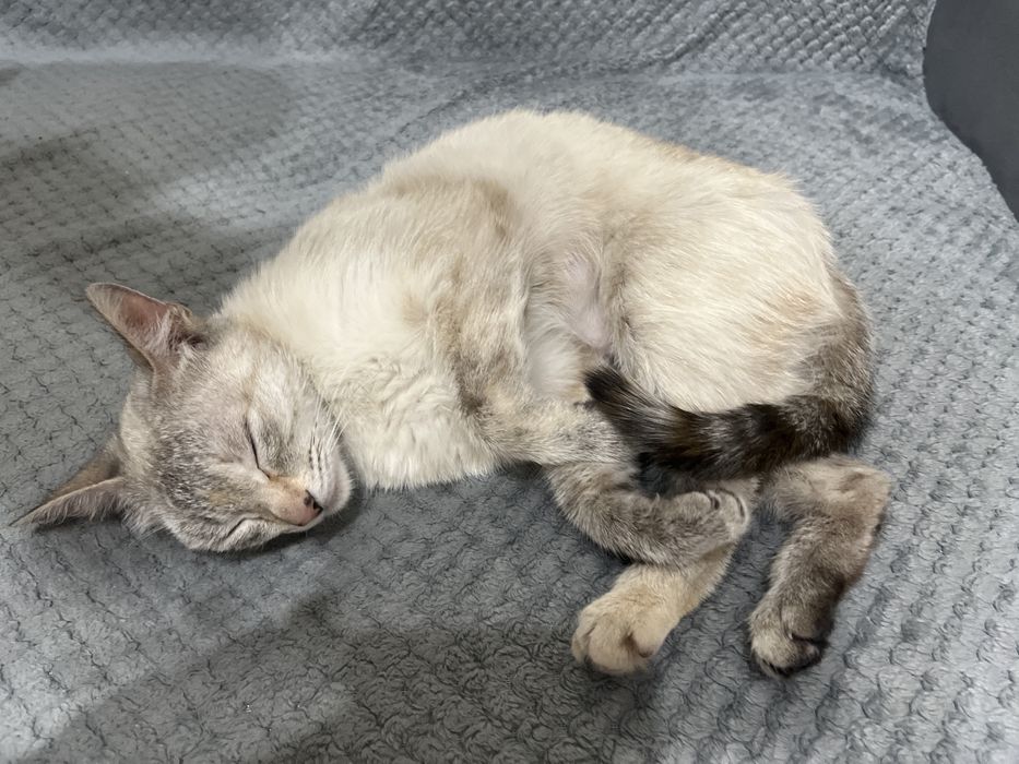 Кошка 3-4 месячная