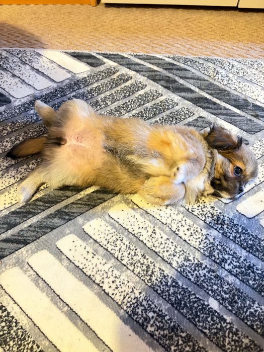 Домашни любимци пекинез на 2 месеца
