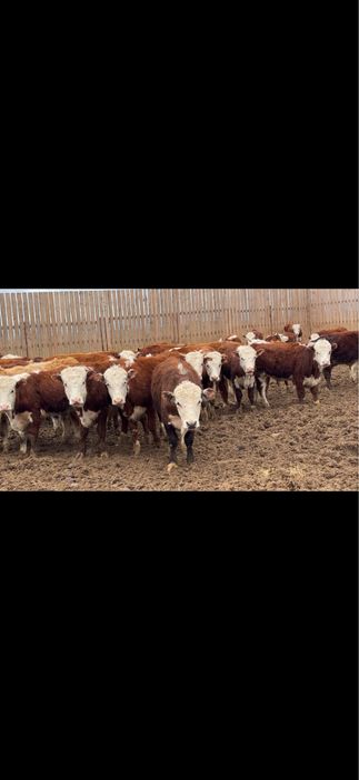 Еркек баспақтар сатылады