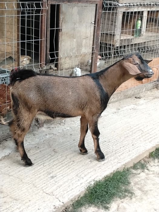 Țap metis anglo-nubian/alpin