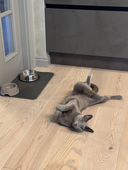 Отдаю кота в добрые руки