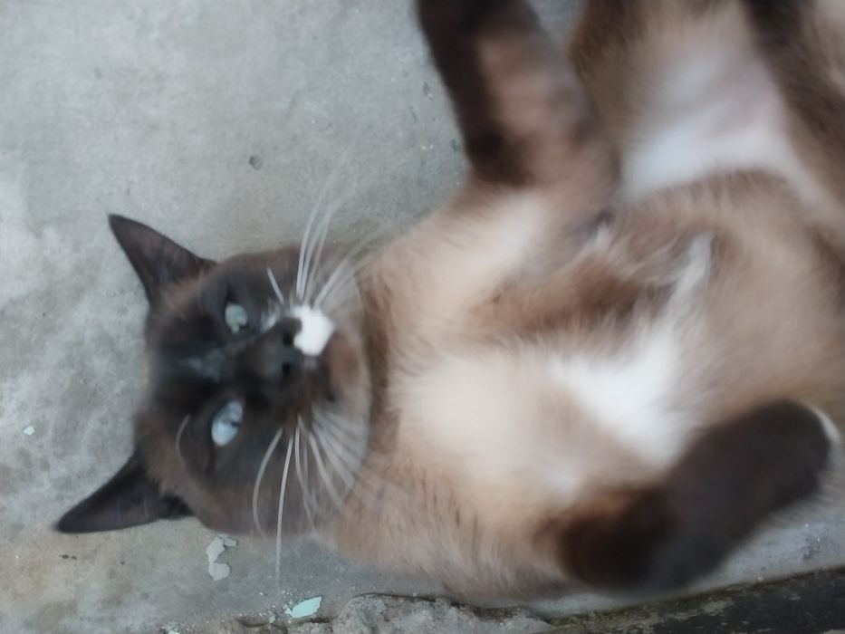 Ищем дом для кота
