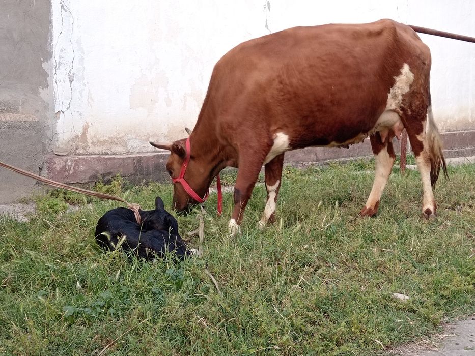 Ona bola bolasi buqa