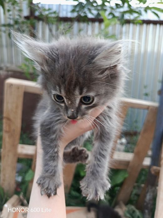 Кошка 1-2 месяца