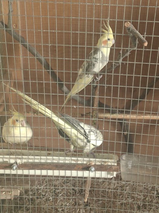 Папугаи карелла мрамор