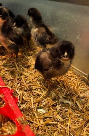 Pui de gaina de o saptamana