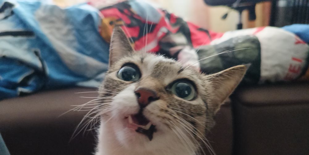 Отдаем кошку в добрые руки