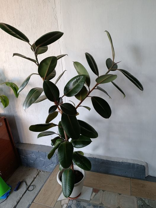 Каучуконосный фикус