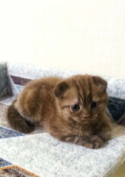 Котята скотишь фолд