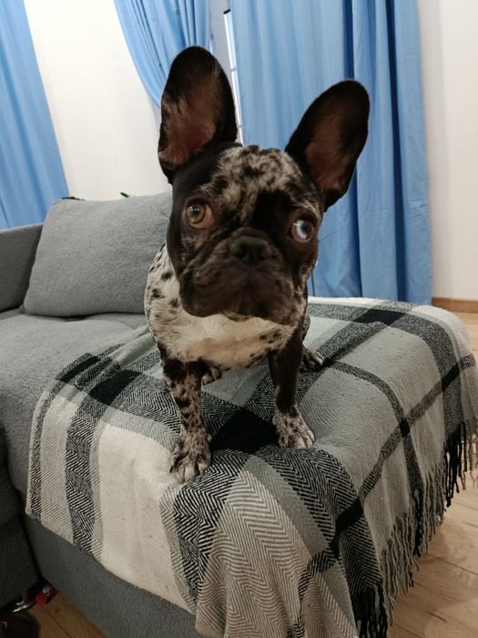 Продам щенка французский бульдог