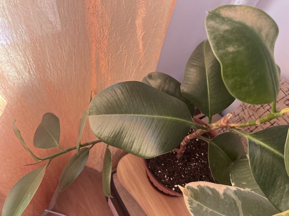 Vand Urgent Ficus elastica vargat (Tineke) si Ficus Classic + 2 ghivece de 12 l fiecare