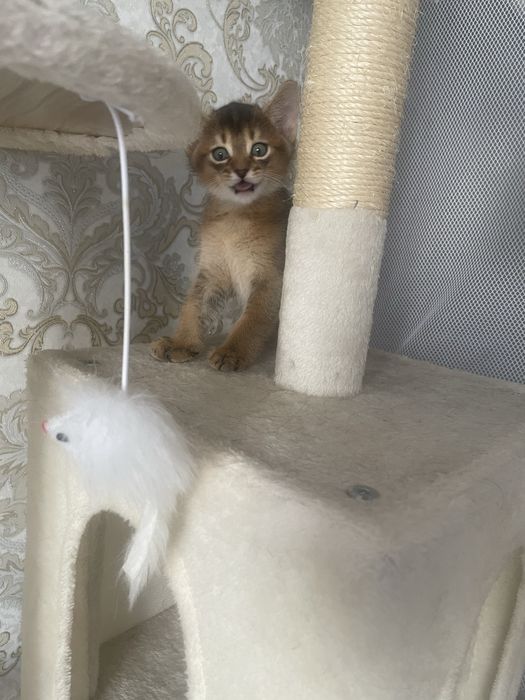Продам абисинских котят