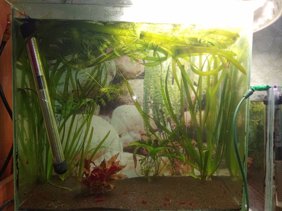 Аквариум аквариум