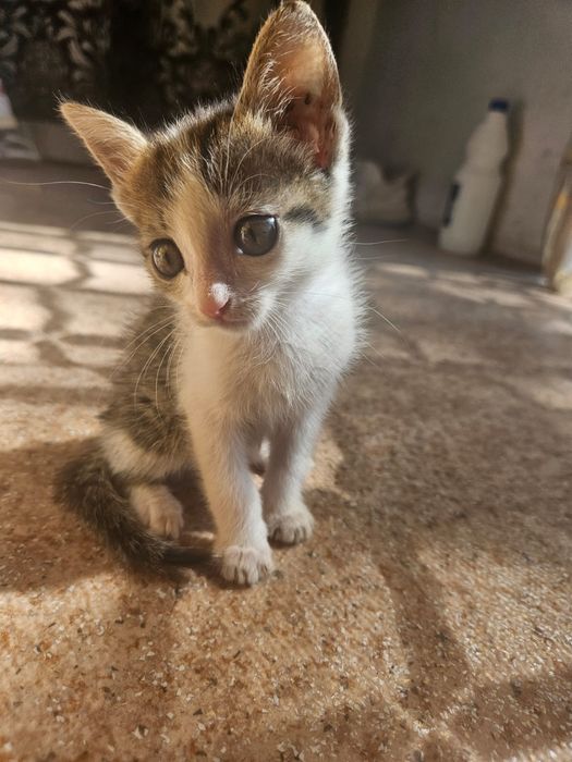 Отдам котят бесплатно