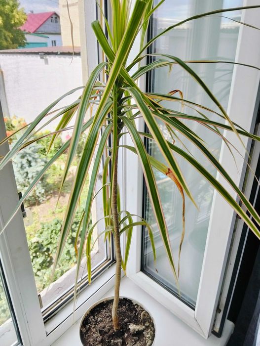 Цветы комнатные разные