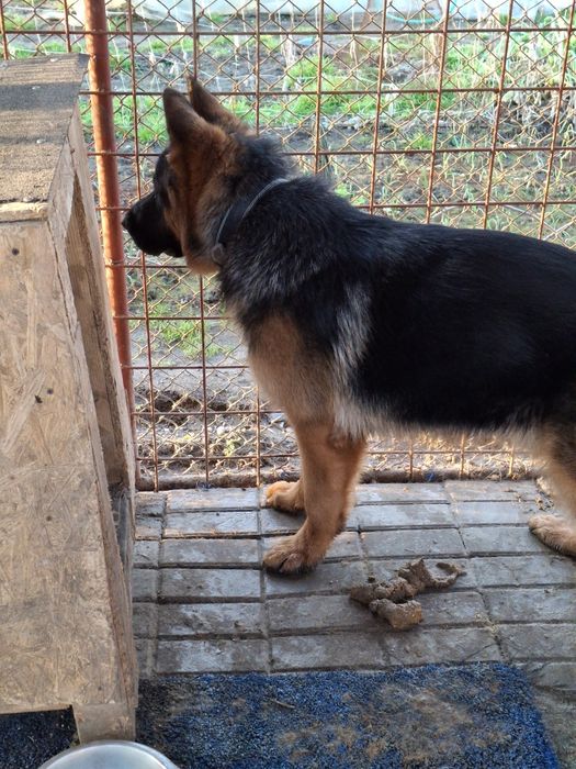 Ciobănesc German in TG-JIU