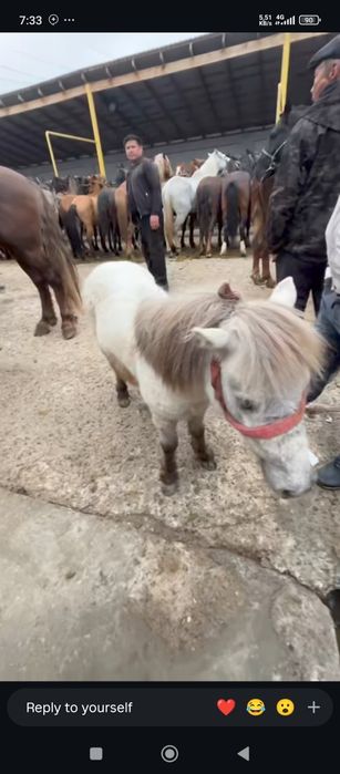 Poʻni aravasi bilan