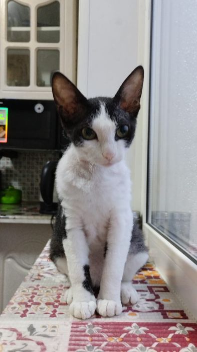 Отдам кошечку в хорошие руки.